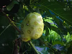 巴戟天或大巴戟天或印度桑树上的年轻新鲜果实
