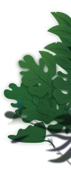 阿娣啊采集到绿色植物png