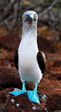 the blue-footed booby, | Animals & Birds