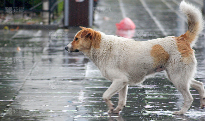 雨中的流浪狗