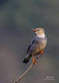 丝光椋鸟：鸟纲，国家三级保护动物