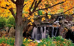 秋日红叶花海桌面壁纸桌面壁纸4