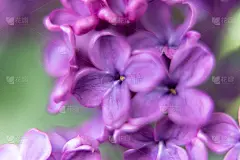 丁香紫花的特写