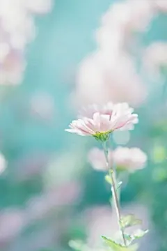 唯美小清新绿色植物iphone6plus手机壁纸下载http://www.kutoo8.com/