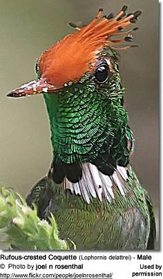 Rufous-crested Coque...