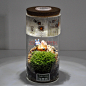  苔藓微景观 生态瓶 带夜光灯 