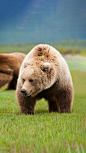 地球上最大的熊是棕熊还是北极熊？其实都不是。