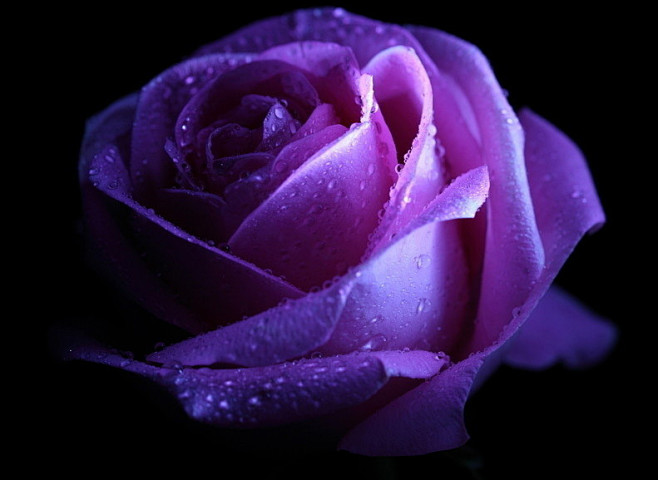  #花# #玫瑰#紫玫瑰 浪漫真情,珍贵...