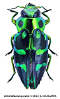 viridifasciata: 