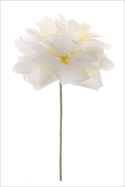 Flower / White Flowe...