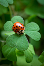 bellasecretgarden:

Ladybug at Work by Ira Aschermair*(via Pin by Elaine Reinhold on A - In the Garden | Pinterest)

Szívem csücske ! ~♥~