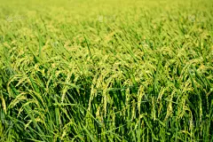 稻田,自然,里山,水平画幅,绿色,地形,无人,日本,户外,田地