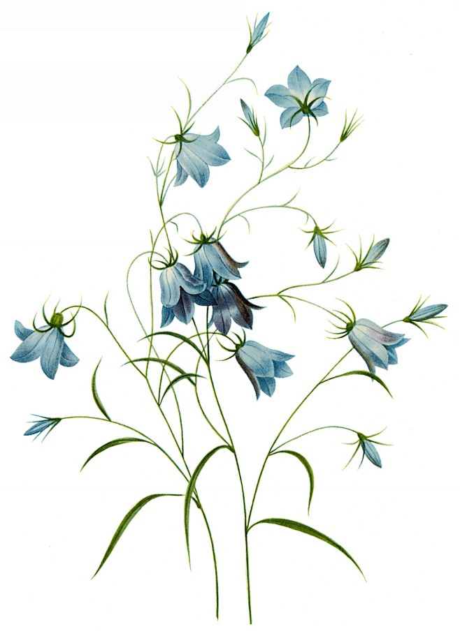 国外手绘植物花朵大全图片_1589x22...