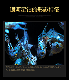 言桔采集到观赏鱼螺虾