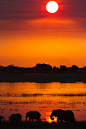 travelbinge:

Elephants at sunset, Chobe, Botswana by Joe Killick
Chobe National Park, Botswana
