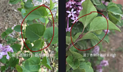 水歌歌采集到植物习性