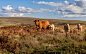 Cow and Calves on Dartmoor