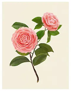 月季花PSD图片素材