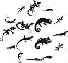 蜥蜴,简单,符号,可爱的,几何形状,野生动物,动物,布置,弯曲