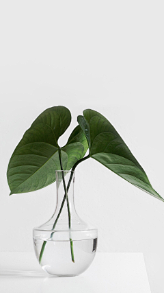 小海牛哇采集到植物/绿叶/花朵