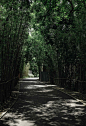 pathway surrounded by bamboo 