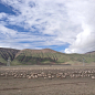 青藏铁路边的羊群,西藏我来了