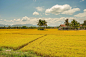 Tropical Fields by Alexey Meandrov on 500px