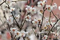 梅花 春天的花朵 花朵 春天 李子树 花卉背景 花壁纸 丰富多彩的