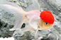 鹤顶红金鱼 - 金鱼品种 - 金鱼 - 观赏鱼百科