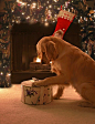 我的圣诞礼物是什么呢？
 #金毛犬 萌 狗#