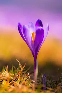 番红花（学名：Crocus sativus L.）又称藏红花、西红花，是一种鸢尾科番红花属的多年生花卉，也是一种常见的香料。原产欧洲南部，中国各地常见栽培。 

番红花为著名的珍贵中药材，主要药用部分为小小的柱头，因此显得十分珍贵。