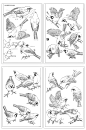 35款 鸟类线稿图集手绘参考临摹素材