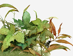 画禅烟采集到素材~植物类