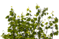 JZ_226