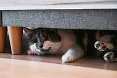 点击来源直接获取大图文件 |灰白色的猫从沙发下探出头来
