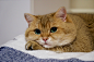 【Hosico Cat】（俄罗斯）