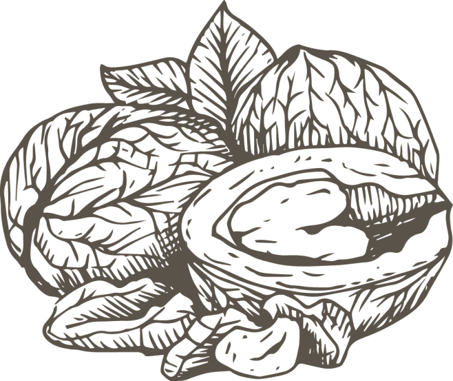 素描核桃2