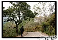 山楂树  红山楂