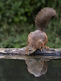 A squirrel drinking