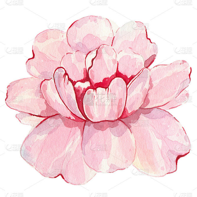 水彩手绘花粉红牡丹孤立在白色背景