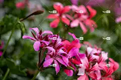 天竺葵 花朵 小花 粉红色的花朵 花瓣 花壁纸 粉红色的花瓣