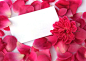 玫瑰花瓣与贺卡高清摄影图片