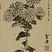 菊花题材的书画藏品