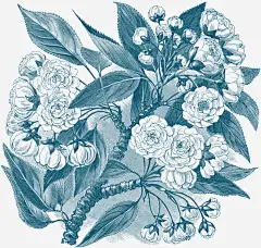 手绘复古素描花朵免抠素材_新图网 https://ixintu.com 复古 手绘 月季花 欧式