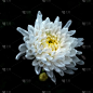 菊花,自然美,自然,夏天,方形画幅,特写,植物,生长,发光,摄影