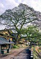 古树,东亚,四川省,旅游目的地,古老的图片素材