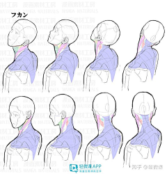 07零柒zeroseven采集到人体参考