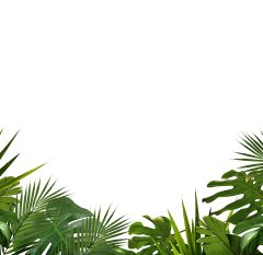 红红红蔷薇采集到植物素材