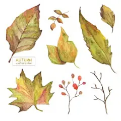 浆果落叶枯叶树叶秋季色彩植物插画