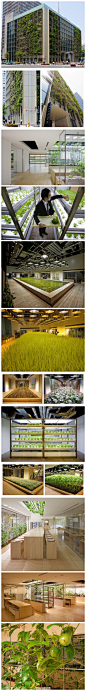 绿色办公室 | 位于东京的PASONA公司总部，被建筑师Yoshimi Kono重新设计后，不仅楼外覆盖了植被，楼内还变成小农场：会议桌上挂起了西红柿，研讨室里种了沙拉叶，休息长椅下种了豆芽……公司员工负责轮流照顾植物与采收食物，还能拿到公司食堂加工成美味的菜肴。[转]